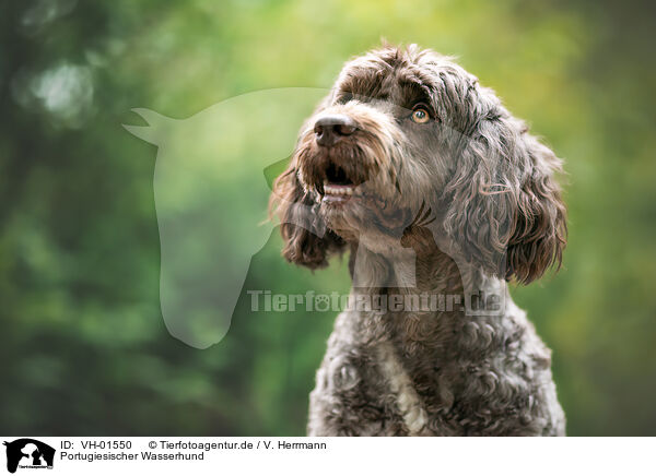 Portugiesischer Wasserhund / Portuguese Water Dog / VH-01550