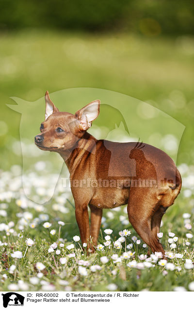 Prager Rattler steht auf Blumenwiese / Prague Ratter stands on meadow / RR-60002