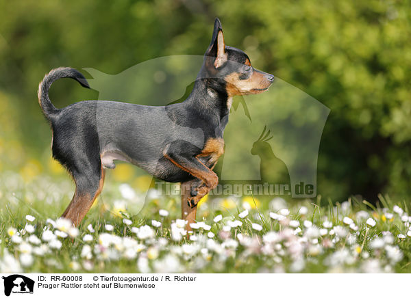 Prager Rattler steht auf Blumenwiese / Prague Ratter stands on meadow / RR-60008