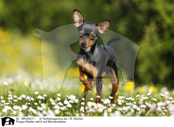 Prager Rattler steht auf Blumenwiese / Prague Ratter stands on meadow / RR-60011