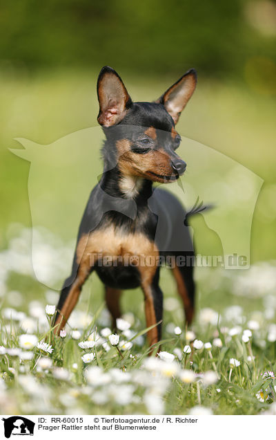 Prager Rattler steht auf Blumenwiese / Prague Ratter stands on meadow / RR-60015