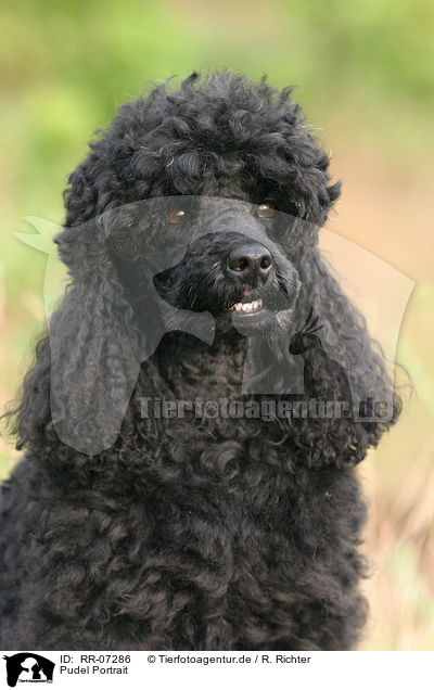 Pudel Portrait / poodle portrait / RR-07286