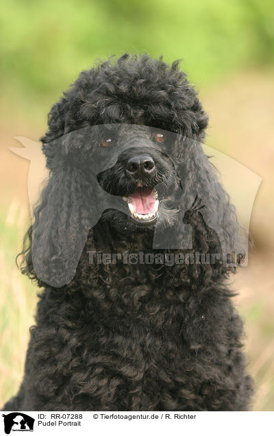 Pudel Portrait / poodle portrait / RR-07288