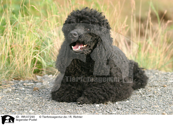 liegender Pudel / lying poodle / RR-07290