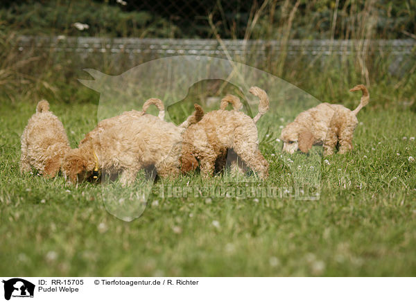 Pudel Welpe / poodle puppy / RR-15705