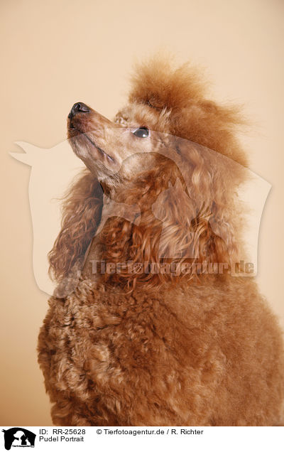 Pudel Portrait / Poodle Portrait / RR-25628