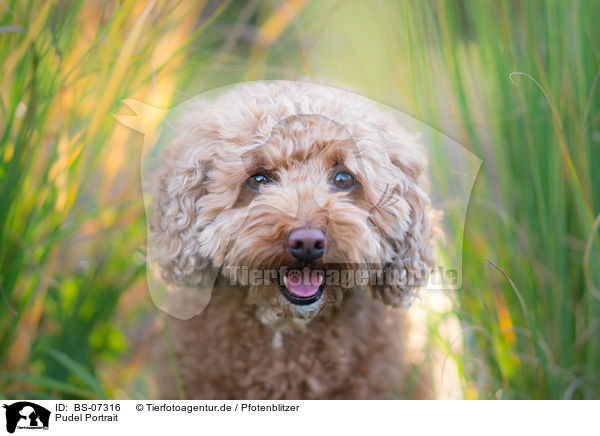 Pudel Portrait / Poodle Portrait / BS-07316