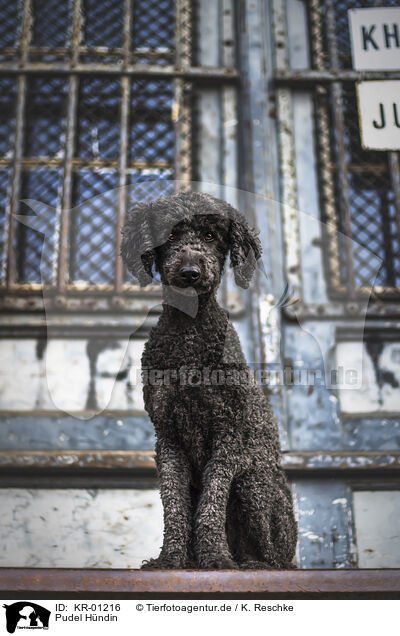 Pudel Hndin / female Poodle / KR-01216