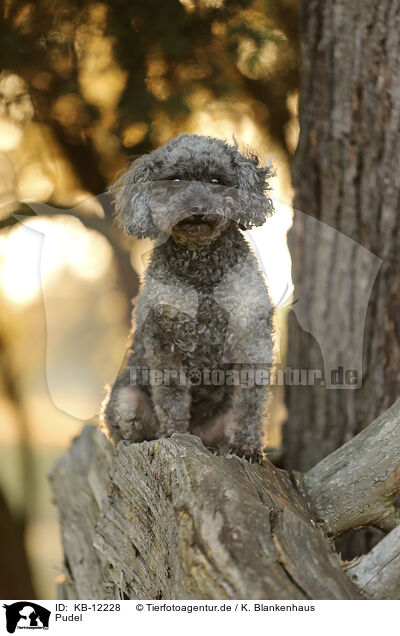 Pudel / Poodle / KB-12228