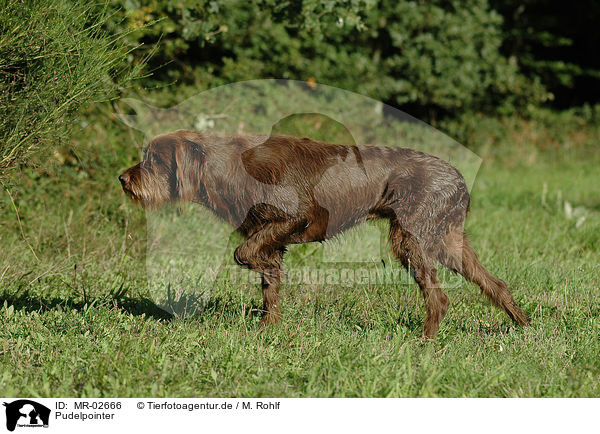 Pudelpointer / German Broken-coated Pointing Dog / MR-02666