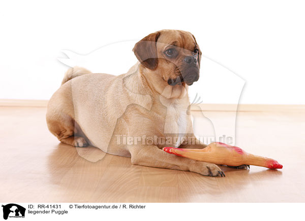 liegender Puggle / RR-41431