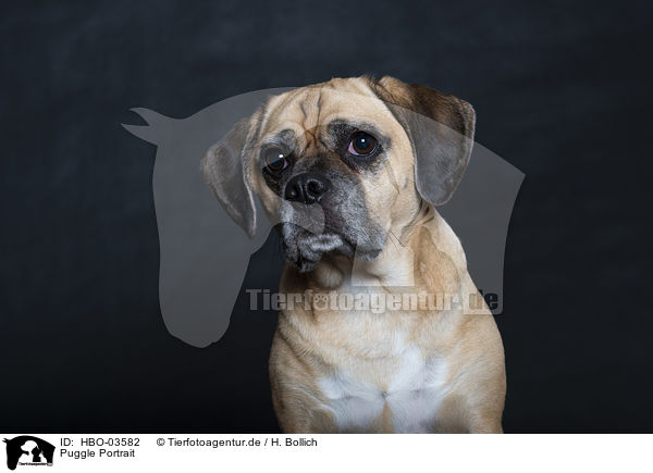 Puggle Portrait / Puggle Portrait / HBO-03582