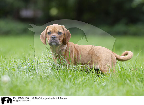 Puggle Welpen / Puggle Puppy / JM-04188