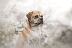 Puggle