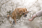 Puggle