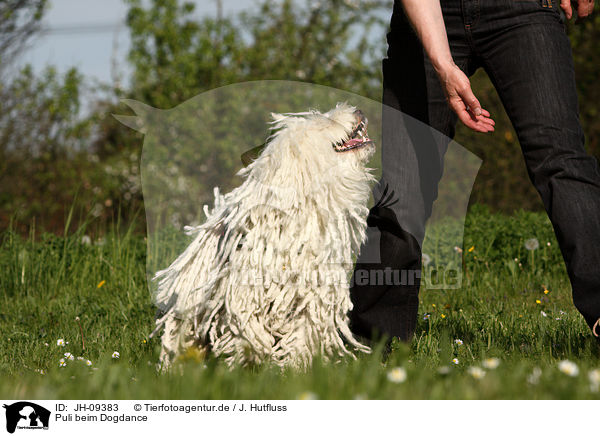 Puli beim Dogdance / Puli at Dogdance / JH-09383