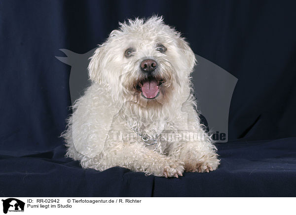 Pumi liegt im Studio / lying white dog / RR-02942