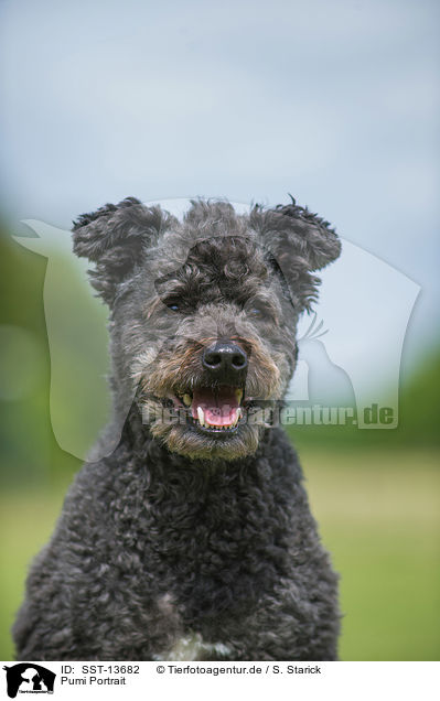 Pumi Portrait / Pumi Portrait / SST-13682