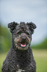 Pumi Portrait