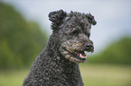 Pumi Portrait