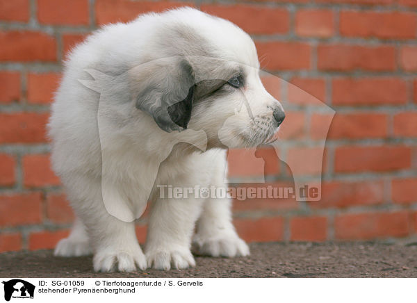 stehender Pyrenenberghund / SG-01059