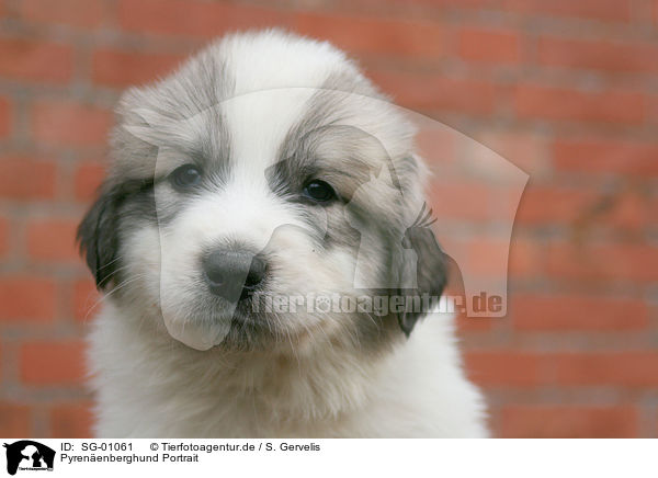 Pyrenenberghund Portrait / SG-01061