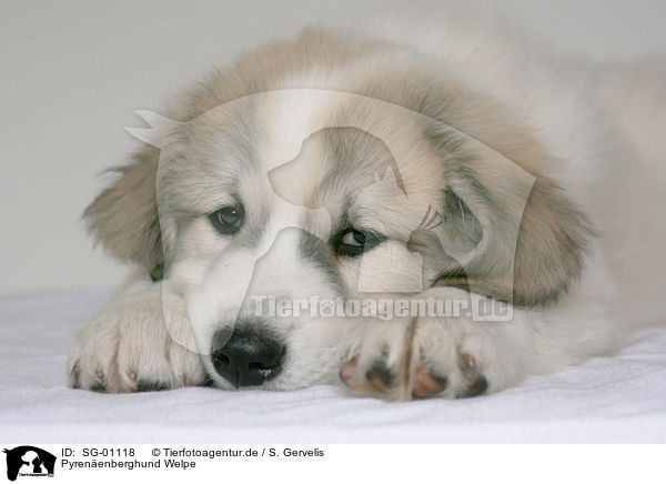 Pyrenenberghund Welpe / standing Pyrenean mountain dog puppy / SG-01118