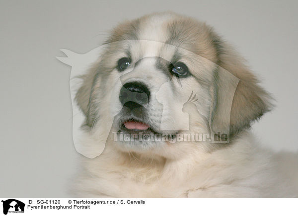 Pyrenenberghund Portrait / SG-01120