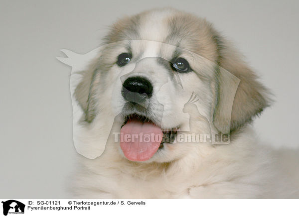 Pyrenenberghund Portrait / SG-01121
