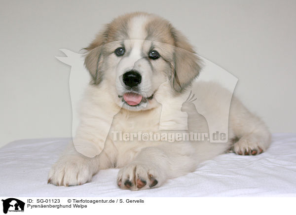 Pyrenenberghund Welpe / standing Pyrenean mountain dog puppy / SG-01123
