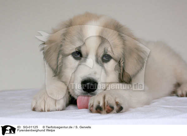 Pyrenenberghund Welpe / SG-01125