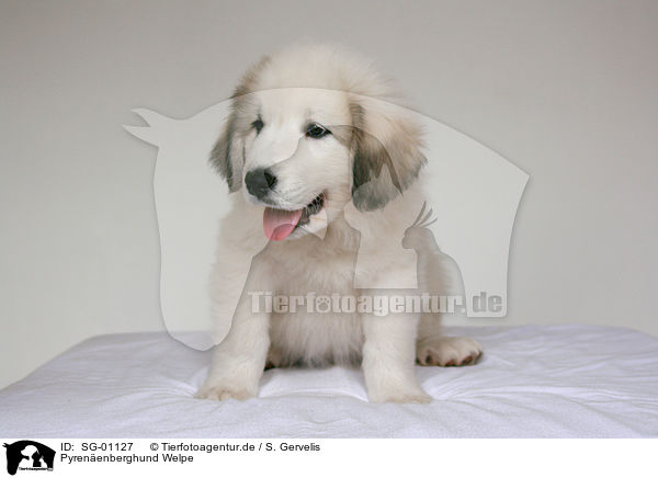 Pyrenenberghund Welpe / Pyrenean mountain dog puppy / SG-01127