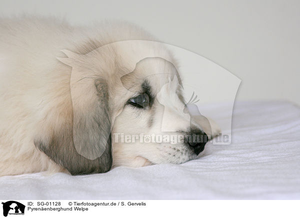 Pyrenenberghund Welpe / standing Pyrenean mountain dog puppy / SG-01128