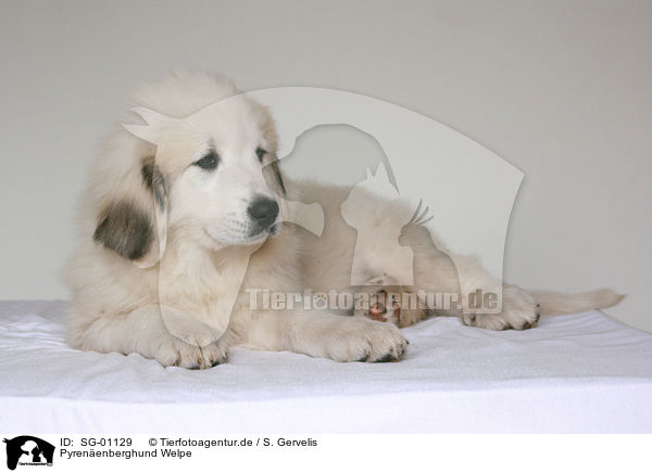 Pyrenenberghund Welpe / standing Pyrenean mountain dog puppy / SG-01129