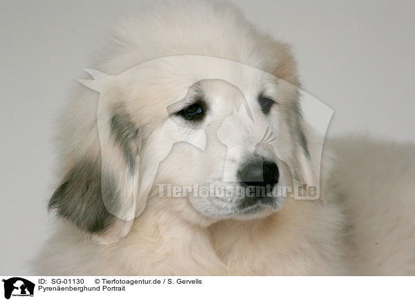 Pyrenenberghund Portrait / SG-01130