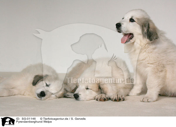 Pyrenenberghund Welpe / standing Pyrenean mountain dog puppy / SG-01146