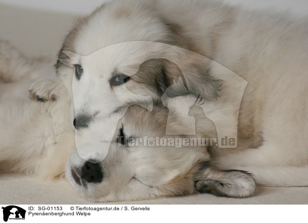 Pyrenenberghund Welpe / standing Pyrenean mountain dog puppy / SG-01153