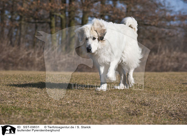 laufender Pyrenenberghund / SST-09631