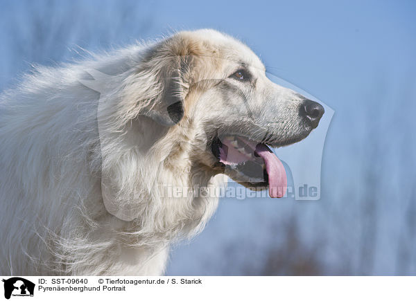 Pyrenenberghund Portrait / SST-09640