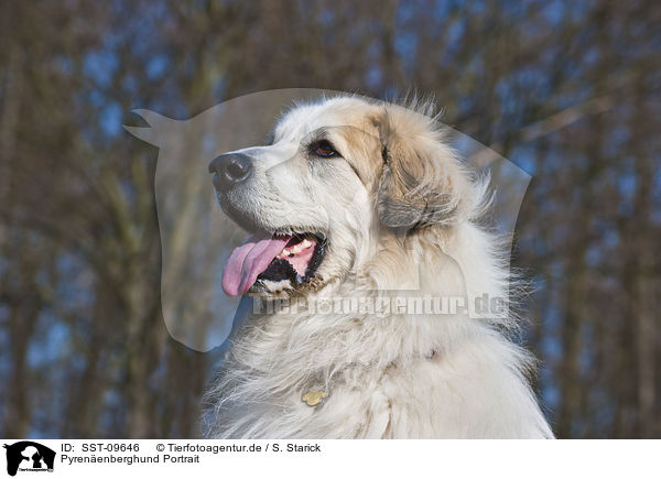 Pyrenenberghund Portrait / SST-09646