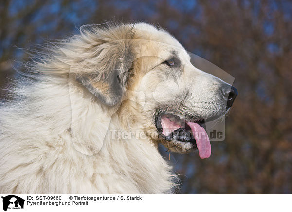 Pyrenenberghund Portrait / SST-09660
