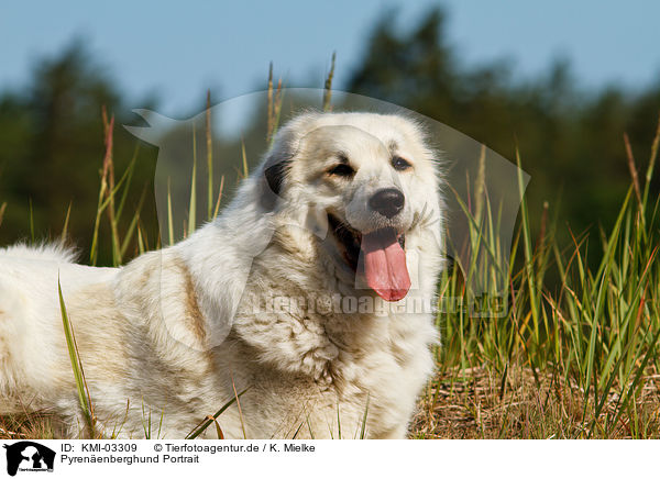 Pyrenenberghund Portrait / KMI-03309