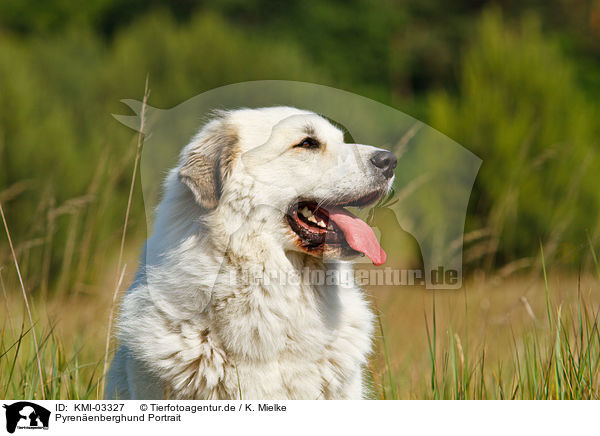Pyrenenberghund Portrait / KMI-03327