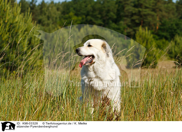 sitzender Pyrenenberghund / KMI-03328