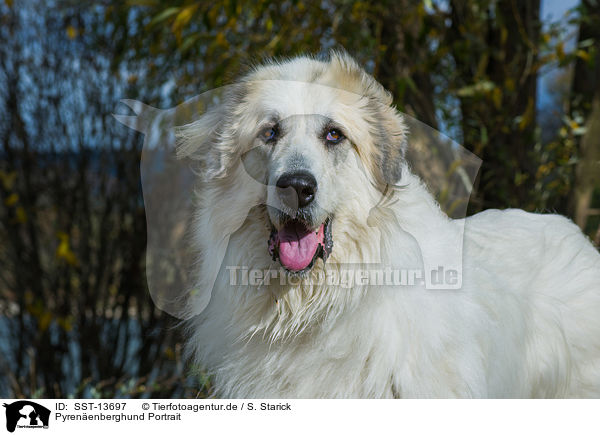 Pyrenenberghund Portrait / SST-13697