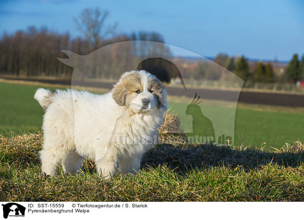 Pyrenenberghund Welpe / SST-15559