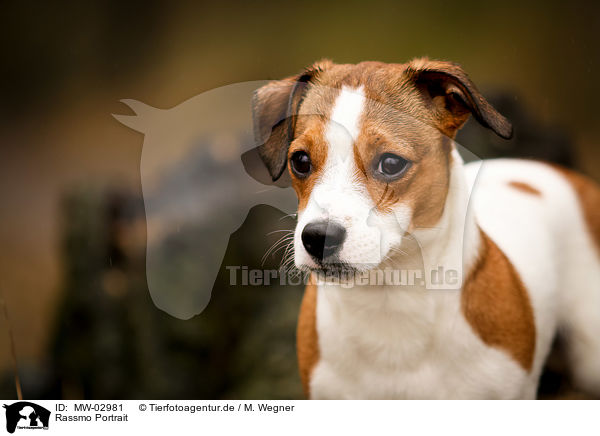 Rassmo Portrait / Jack-Russell-Pug-Mongrel Portrait / MW-02981