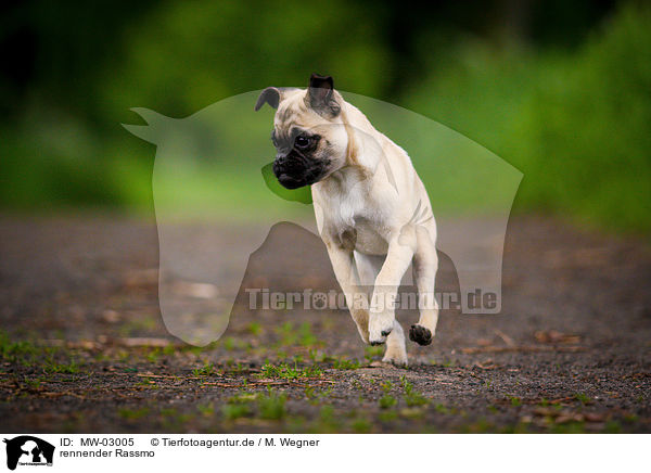 rennender Rassmo / running Jack-Russell-Pug-Mongrel / MW-03005