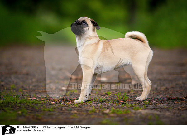 stehender Rassmo / standing Jack-Russell-Pug-Mongrel / MW-03007