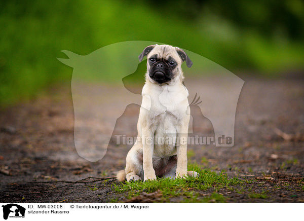 sitzender Rassmo / sitting Jack-Russell-Pug-Mongrel / MW-03008